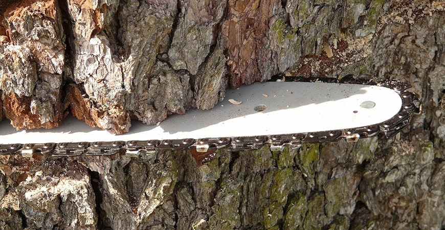 Baumdienst – Baumpflege