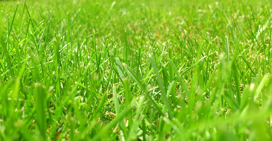 Gartenpflege