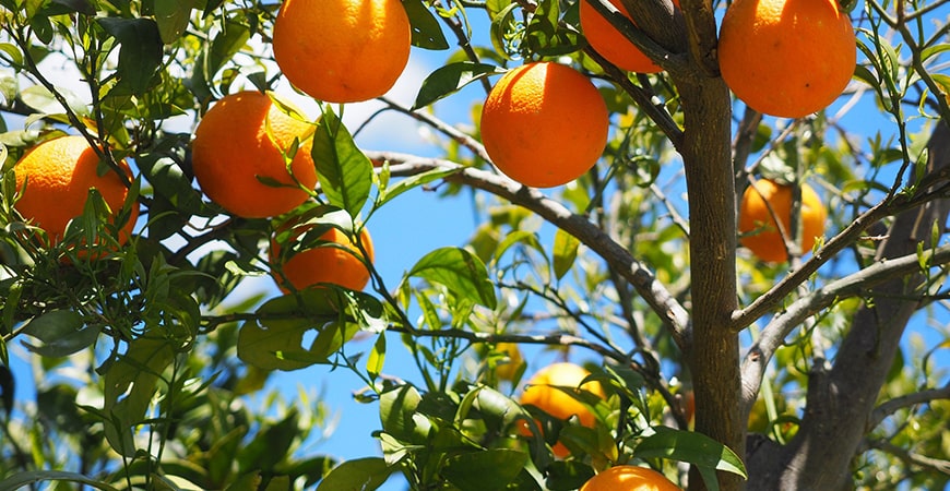 Obstbäume