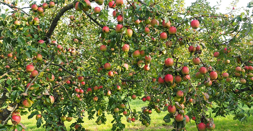 Obstbäume